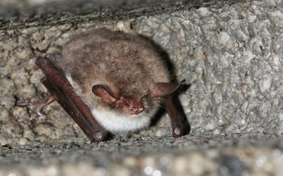 Fledermäuse suchen helfende Hände