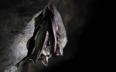 NABU bietet Fledermaus-Dämmerungswanderung