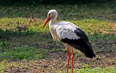 Verletzter Meyenfelder Storch