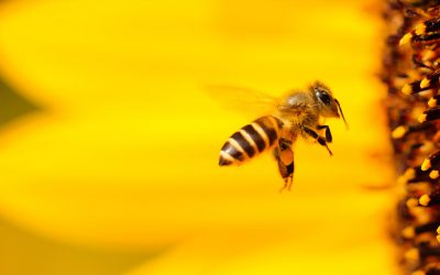 Vortrag beim NABU „Die Biene, eines der wichtigsten Nutztiere in unserer Natur, ist zunehmend bedroht“