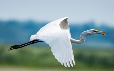 Multivisionsvorführung „Naturparadies Dümmer“ – Vogelbeobachter zeigen eindrucksvolle Filmaufnahmen