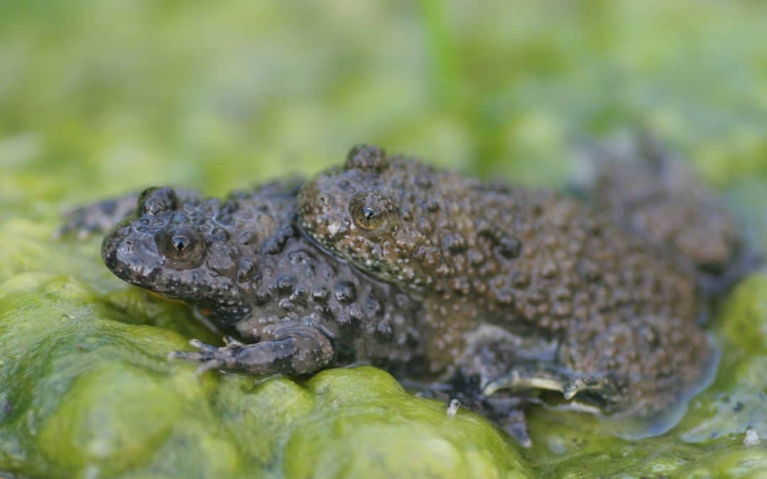 NABU stellt Amphibienschutzzäune auf Helfer dringend für Rettungsmaßnahmen gesucht