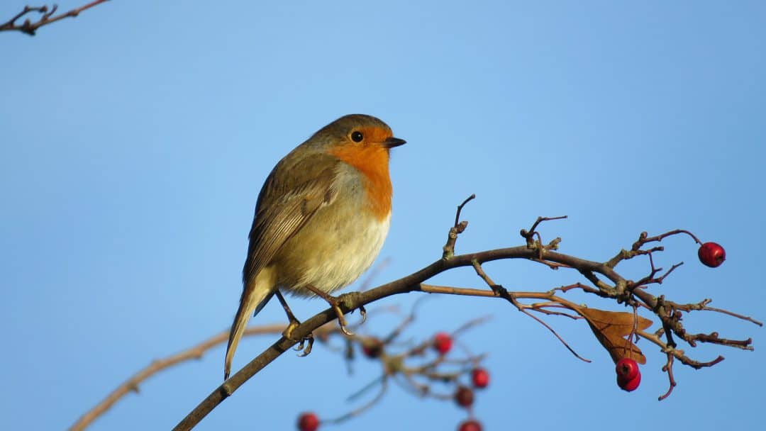 Vogelwelt Eines Gebietes