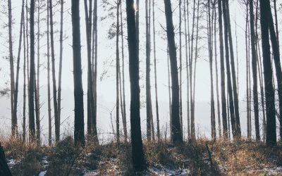 Ratsschüler erforschen mit dem NABU die Stockwerke des Waldes