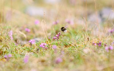 NABU Garbsen informiert über Wildbienen und Hummeln