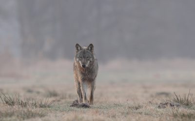 NABU bittet um Beteiligung bei der Abstimmung zum Thema „Wolf“