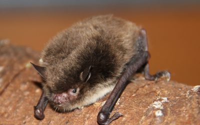 Was macht eine Wasserfledermaus an einer Wasserrutsche?