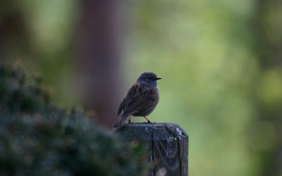 Stunde der Gartenvögel