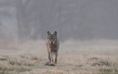Diskussion über Wolf: Nabu fordert mehr Sachlichkeit