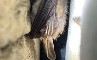 Fledermausschutz Garbsen sucht Helfer für Winterquartier-Freischnitt