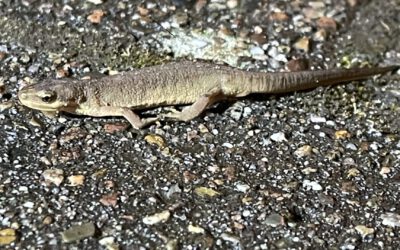 Der erste Teichmolch ist aufgewacht. Wir suchen dringend Helfer